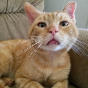 Meet your Posher, Carla